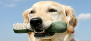 dogwithbone (1)